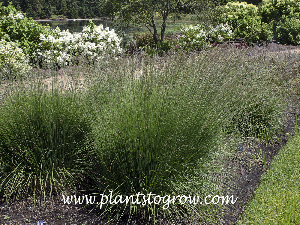 Heidebraut Purple Moor Grass (Molinia caerulea)